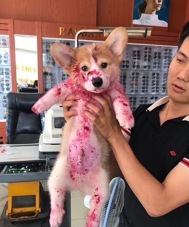 当主人发现狗子一身"血"时,吓得脚都软了