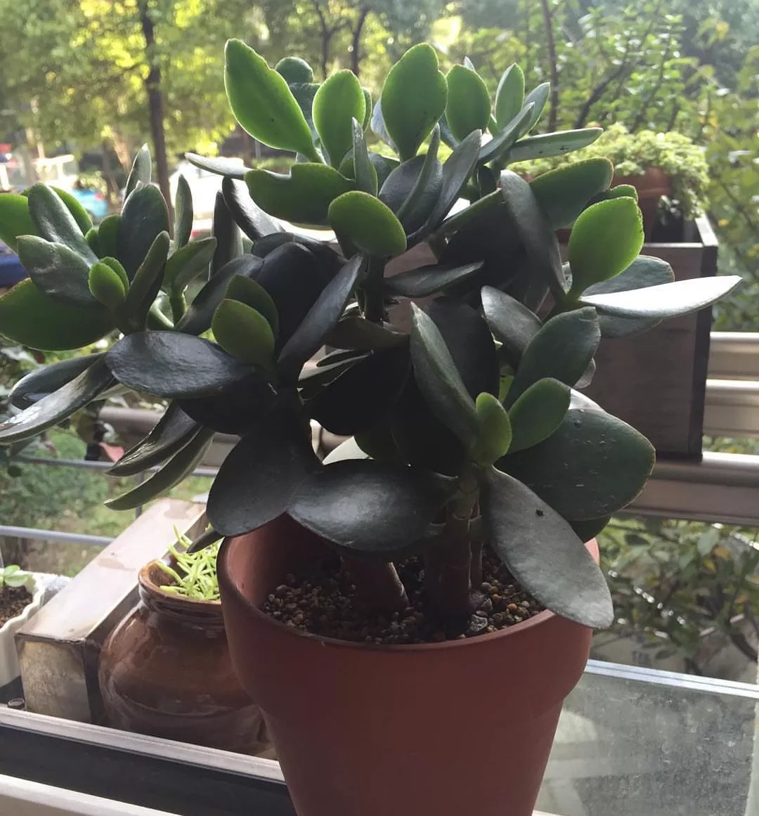 垃圾桶捡的玉树给烂根消消毒重新上盆白捡一棵大老桩