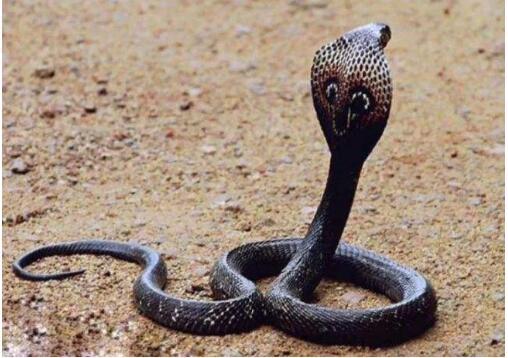 蛇类虽然可怕,但绝不属于食物链顶端,盘点蛇类的十大克星!