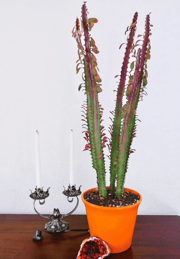 不过有一点是需要注意的,彩云阁是属于大戟科的植物,它的汁液是有毒的