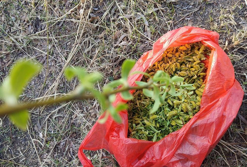 树上特有的一种野菜过去当救命粮如今15元一斤