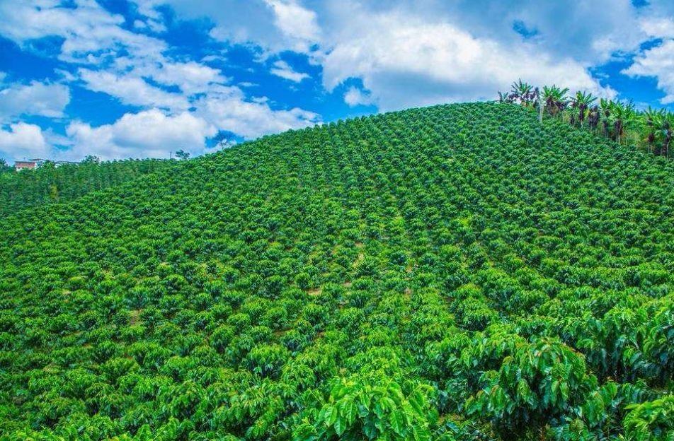 种植业信息网 中国种植业信息网
