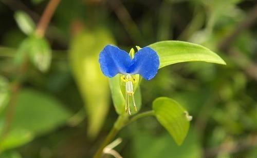 野草地里的"花仙子",叶子翠绿能开蓝花,很多人早起就为看它