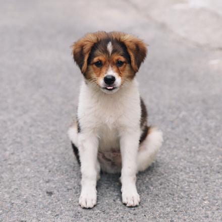 流浪狗躺在地上呼呼喘气,一顿狂吃后小家伙活蹦乱跳,还挺可爱