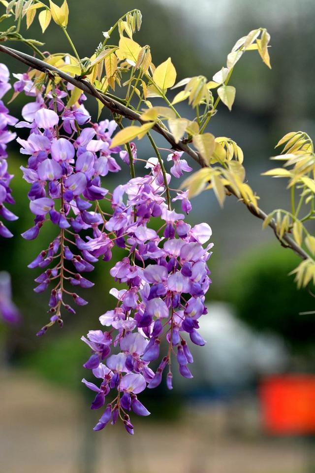 挂在空中的"梦幻小花",开出成穗颜值高,紫藤花魅力让人抵不住