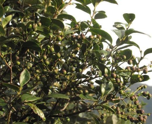 乌饭树为喜酸性植物喜湿润花冠白色筒状有时略呈坛状