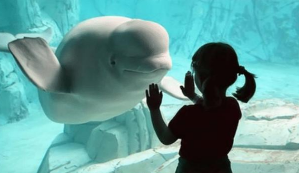 海豚为何对人类友好原来在海豚眼里人是这样的长见识了