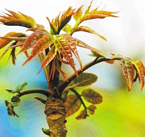 ",清明吃正当时,烧成菜清香扑鼻,鲜嫩可口|香椿|香椿叶|蔬菜_新浪新闻