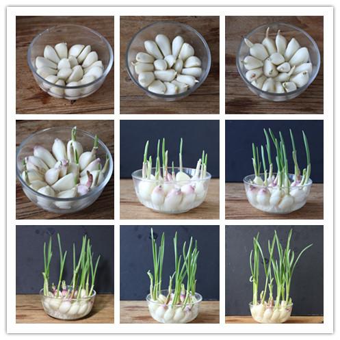 教你在家水培,方法一看就会,收获一茬又一茬|蒜苗|水培|大蒜_新浪新闻