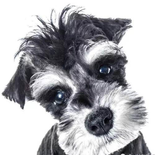 时候,也常常被一些大妈围着,跟你唠嗑,说你家的雪纳瑞怎么烫的卷毛啊