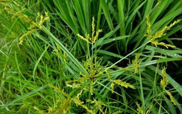 每到春天这种野草疯狂生长价值高数量多名叫香附子