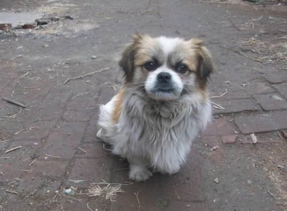 京巴串串成了目前流浪狗大军的主力,难道下一阶段是泰迪串