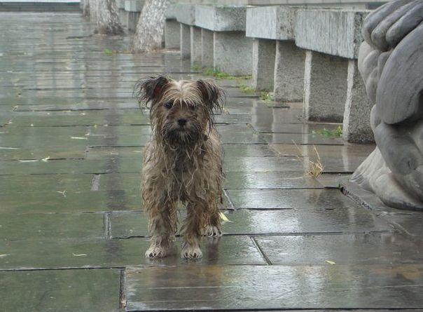 下雨天的流浪狗,你看到过吗,如果只是避雨就不要驱赶了