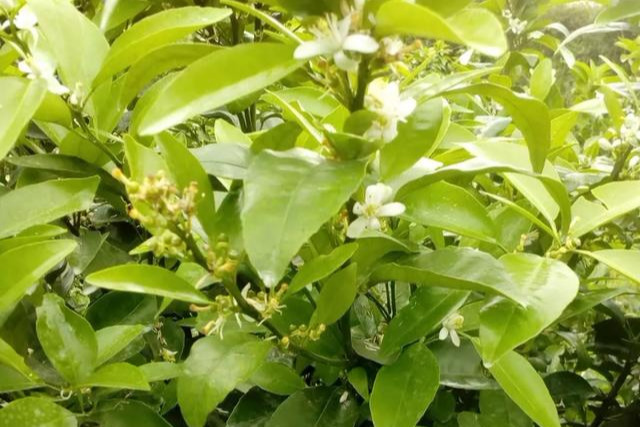 沃柑促花用什么藥(沃柑什么時候促花最好)