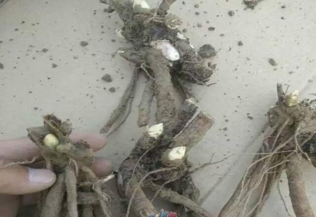 养盆栽牡丹花有1个技巧枝叶茂盛花大色艳一棵变多棵