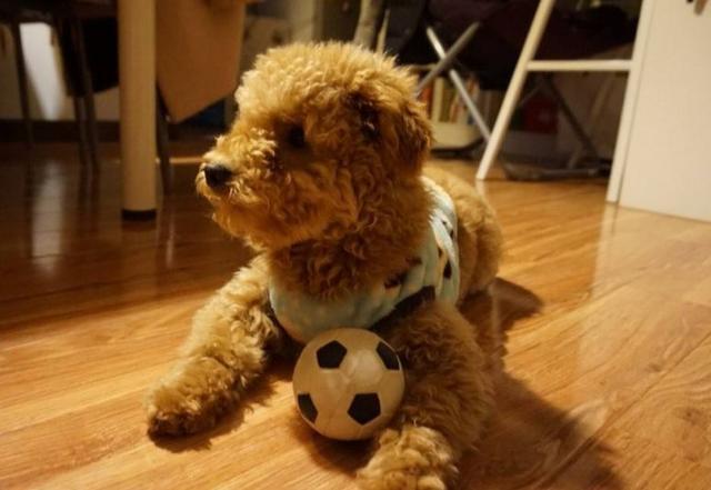 训练泰迪犬的4个最佳方法饲主都掌握了吗