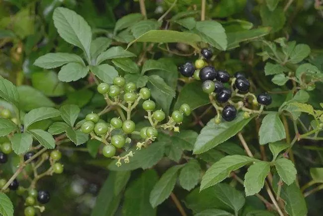 农村一种野草,人称"母猪藤",以前用来喂猪,殊不知价值珍贵