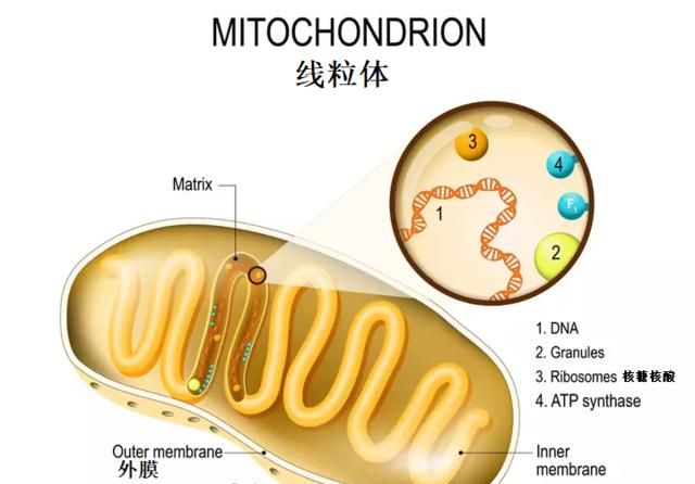 线粒体是哺乳动物细胞质中大量存在的细胞器之一.