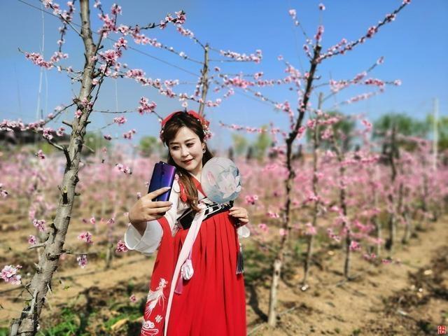 千亩桃园桃花竞相开放,绚丽,芬芳的桃花吸引了众多游客拍照留念