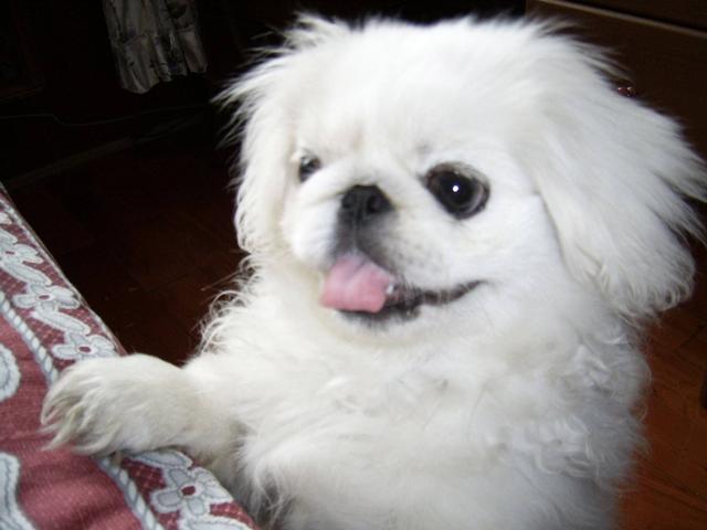 曾经流行的狮子狗如今为何见得那么少看着满满的都是回忆