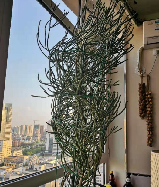 大戟科的植物都非常耐旱,光棍树也不例外,因为没有叶子,所以它对水分