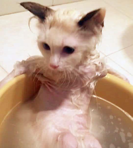 猫咪喜欢洗澡张开"双臂"躺在盆里享受,网友:社会!猫哥不一样
