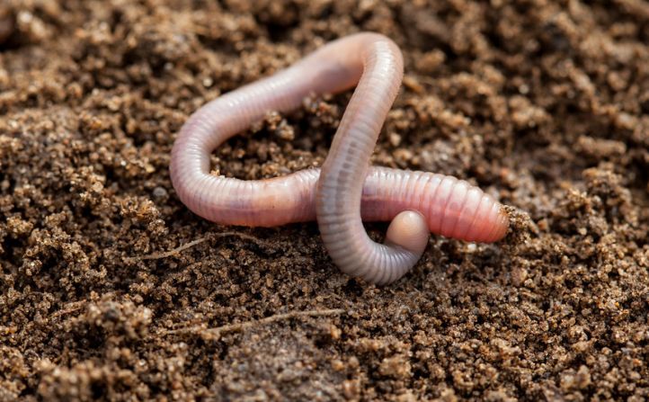 自然界中最怕冷的八种动物,第一位在盛夏会被冻死|蜗牛|气温|蚯蚓