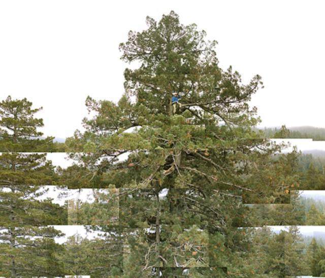 桉树|龙神|红杉树_新浪新闻