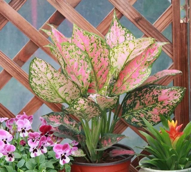 这种花叶子斑斓,比花还好看,还会开花!|皇后|水培|施肥_新浪新闻