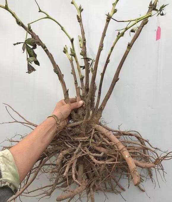 牡丹分株也很简单,就是在母株上面,把上面的根,也就是块茎保留下来,让