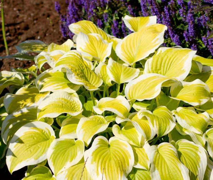 植物|玉簪|吊兰_新浪新闻