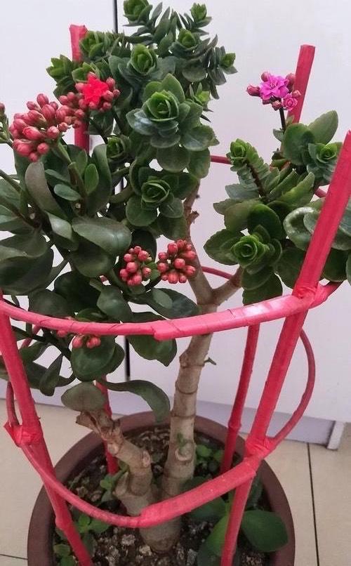 长寿花开花少?有3个"方法",开花多,长势好,变老桩,很漂亮