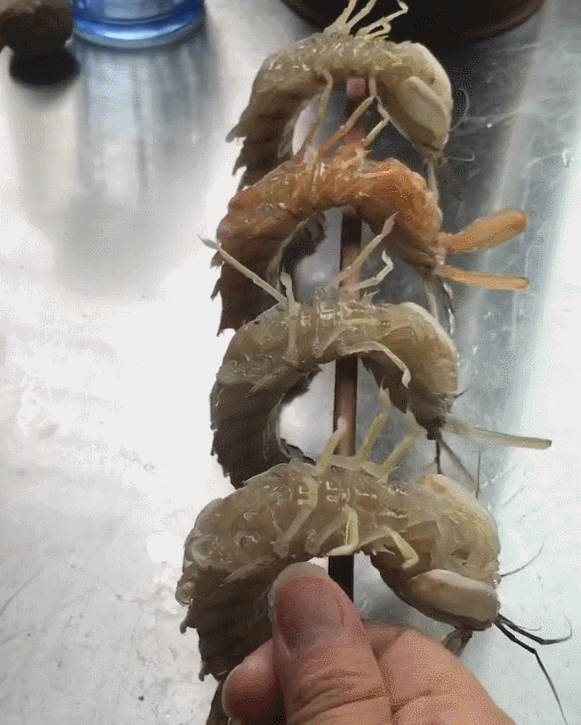 一根筷子压在皮皮虾腰部,皮皮虾动作神同步,堪称一绝!