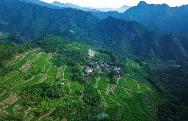 区长直播"带货",为张家界莓茶倾情"代言"