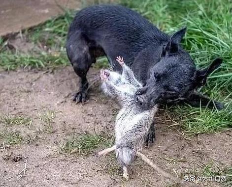 狗拿耗子多管闲事?英有一种梗犬是专门捕鼠,8犬猎杀700多鼠