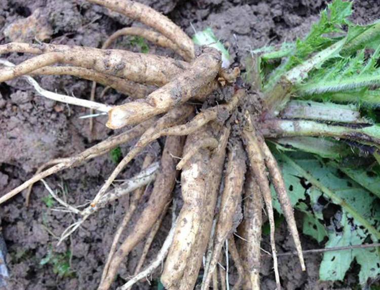 这种野菜,叶是"美味",但根有毒,农民采挖食用时请把根去掉