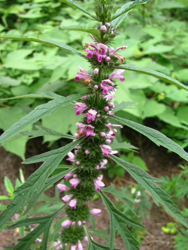 山里一种野草,长得十分普通,价值高作用多,对女性特别好