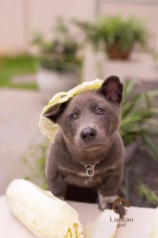 据说是蓝猫和二哈的混血宝宝.这只越南小狗凭表情包火遍全网!