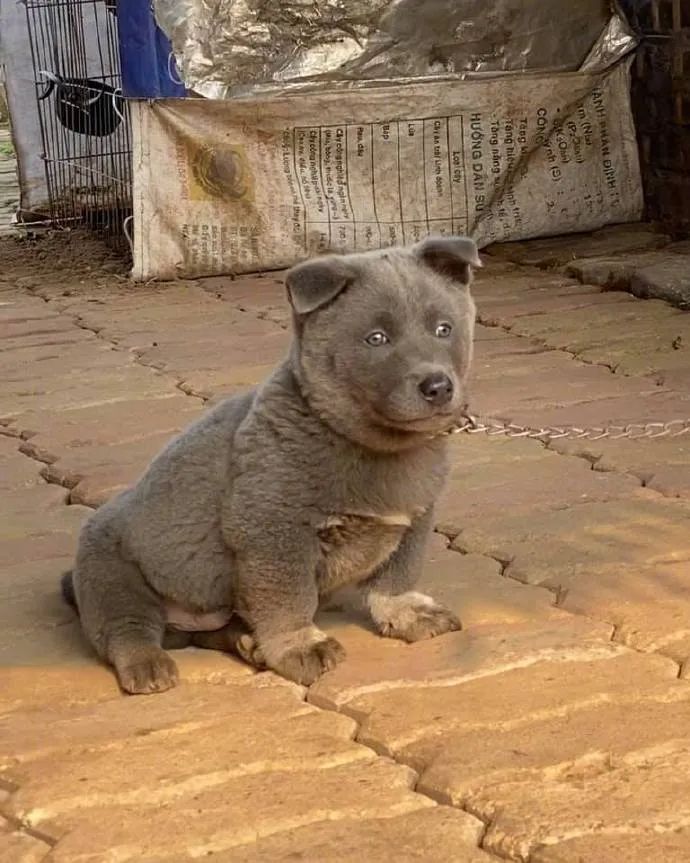 据说是蓝猫和二哈的混血宝宝.这只越南小狗凭表情包火遍全网!