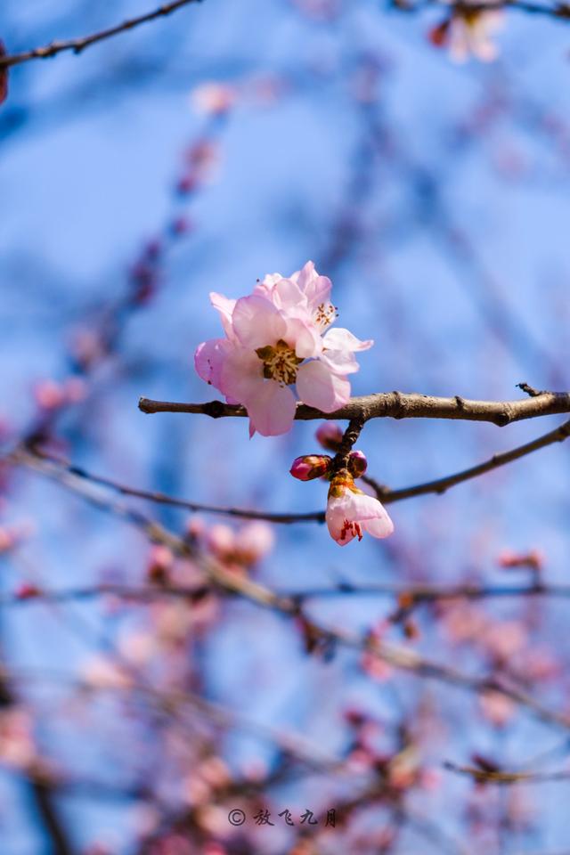 北京春天10个赏花地,看10种鲜花海洋,莫负好春光