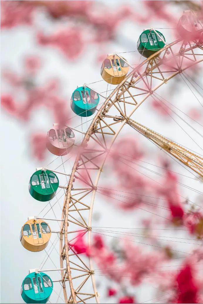 正文  看到摩天轮仿佛看到幸福浪漫   粉色的春花装饰下   一切的美好
