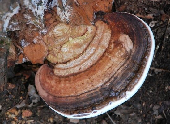 男子上山游玩意外捡到巨大野生灵芝结果下山却被村民取笑