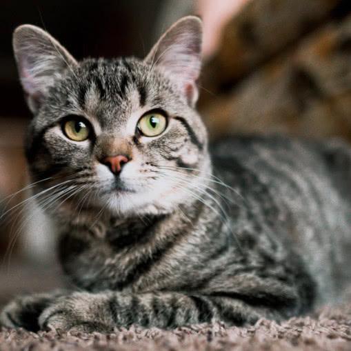 关于中国特有的狸花猫你知道多少?它是一种珍贵的猫咪吗