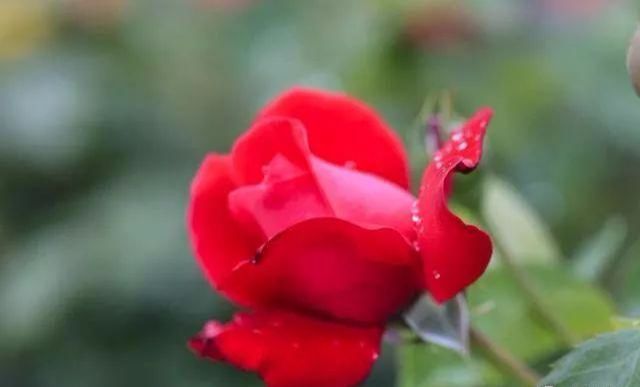 情感测试:你喜欢下面哪朵玫瑰花?测试当前有没有人正在暗恋你?