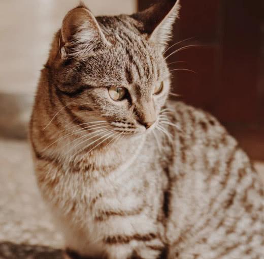 关于中国特有的狸花猫你知道多少?它是一种珍贵的猫咪吗