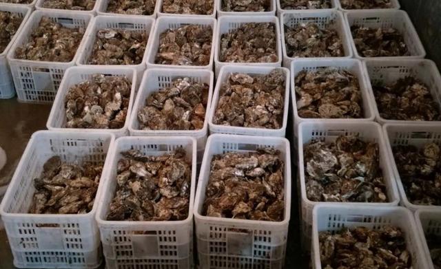 产地几十万斤卖不动,市场却卖3元一个,网友:反正吃不起