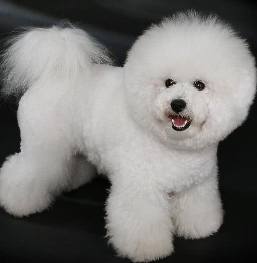 泰迪头以及整个身型都比比熊犬偏小一点,最显著的一个特点是,泰迪都是