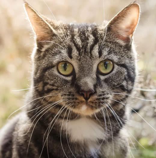 关于中国特有的狸花猫你知道多少?它是一种珍贵的猫咪吗