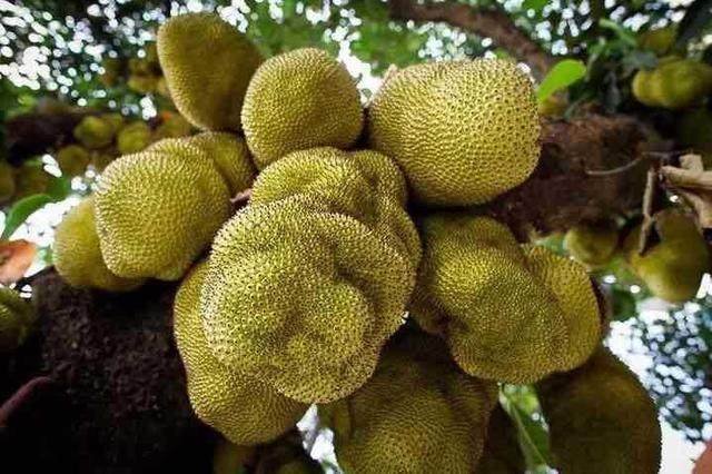 街道两旁行道树上挂满果实,很多人却把它认为榴莲