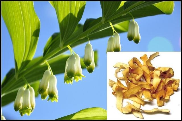 玉竹受众小养的人少枝叶翠绿有独特魅力花期开出风铃花